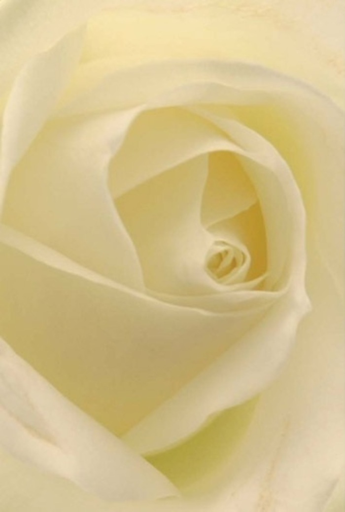 Gazing deeply into the spiral heart of this classic white rose, one is drawn into the serenity and sophistication delicately woven into each petal's embrace. Florists across Ascot-where the quiet charm of woodland walks meets the bustle of day-to-day village life-take pride in arranging such blooms by hand, shaping pale cream and pure white tones into a vision of tranquil beauty. The petals flow together, their subtle gradations touched by gentle, ambient light as if the rose itself glows softly from within. It's the sort of flower that stands beautifully at the centre of a wedding celebration at one of Ascot's elegant venues, or whispers sincerity through a heartfelt apology extended to a friend along High Street. The near-perfect spiral hints at purity and quiet resilience, while the gentle color shifts and flickering shadows showcase nature's artistry and the attentive craftsmanship of Flowers Ascot's designers. The fragrance-clean, uplifting, yet understated-fills the air like the memory of early spring in Berkshire. Such a bouquet is always appropriate, whether to celebrate a new beginning, offer graceful sympathy, or simply to convey gratitude. It's in these details that the true magic lies: a seamless blend of nature's intentions and the florist's practiced hand, delivered straight to the heart of Ascot's cherished homes.